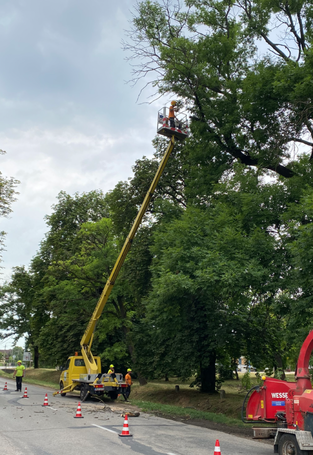 BÁ-JA-FA Kft - Veszélyes fák kivágása Veszprém megyében